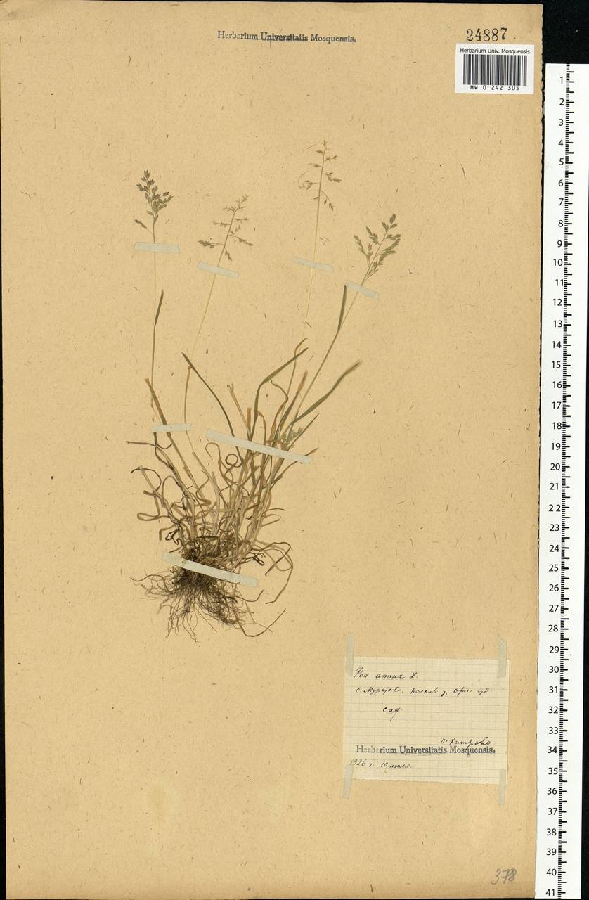 Poa annua L., Eastern Europe, Central forest-and-steppe region (E6) (Russia)