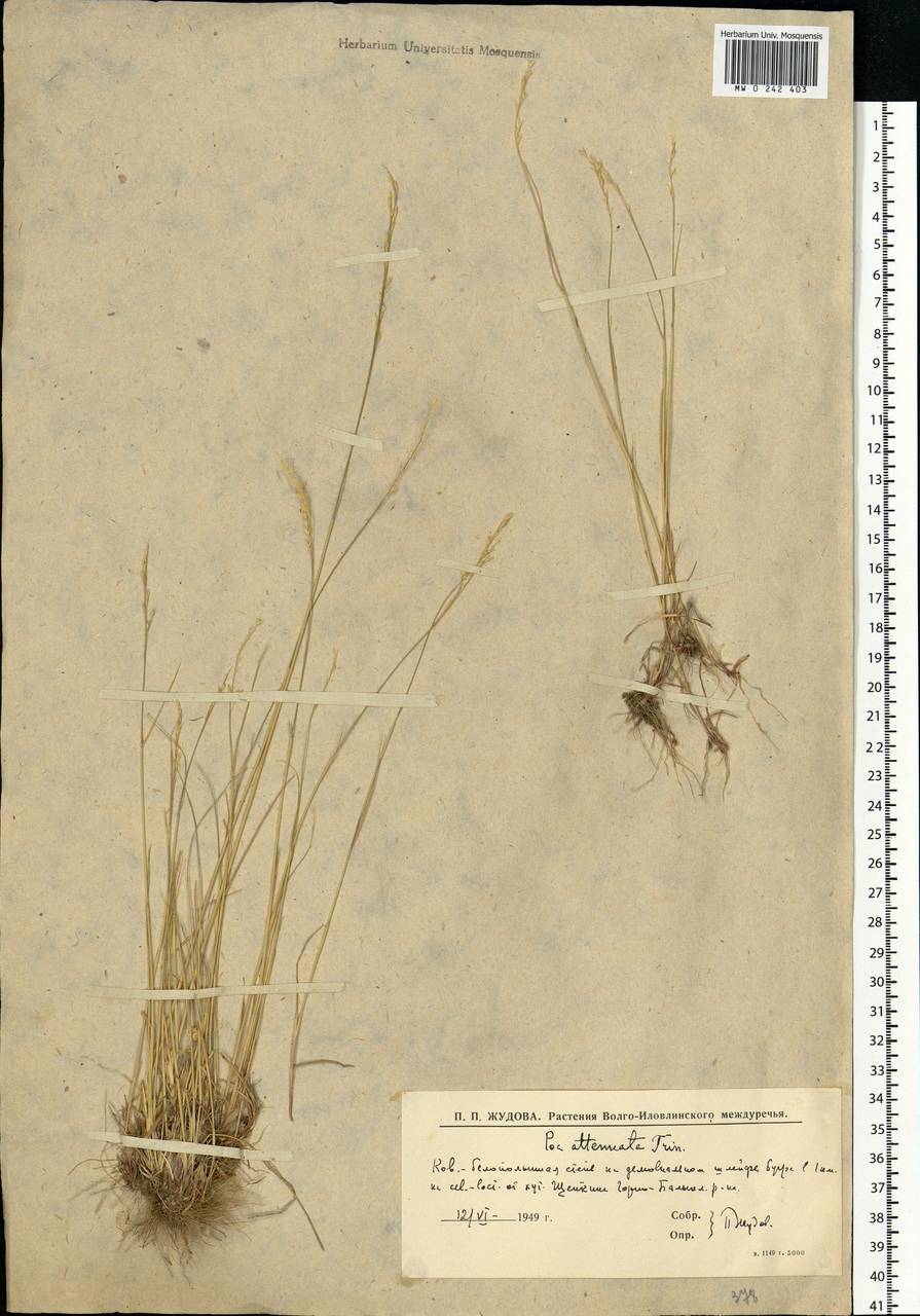 Poa attenuata Trin., Eastern Europe, Lower Volga region (E9) (Russia)