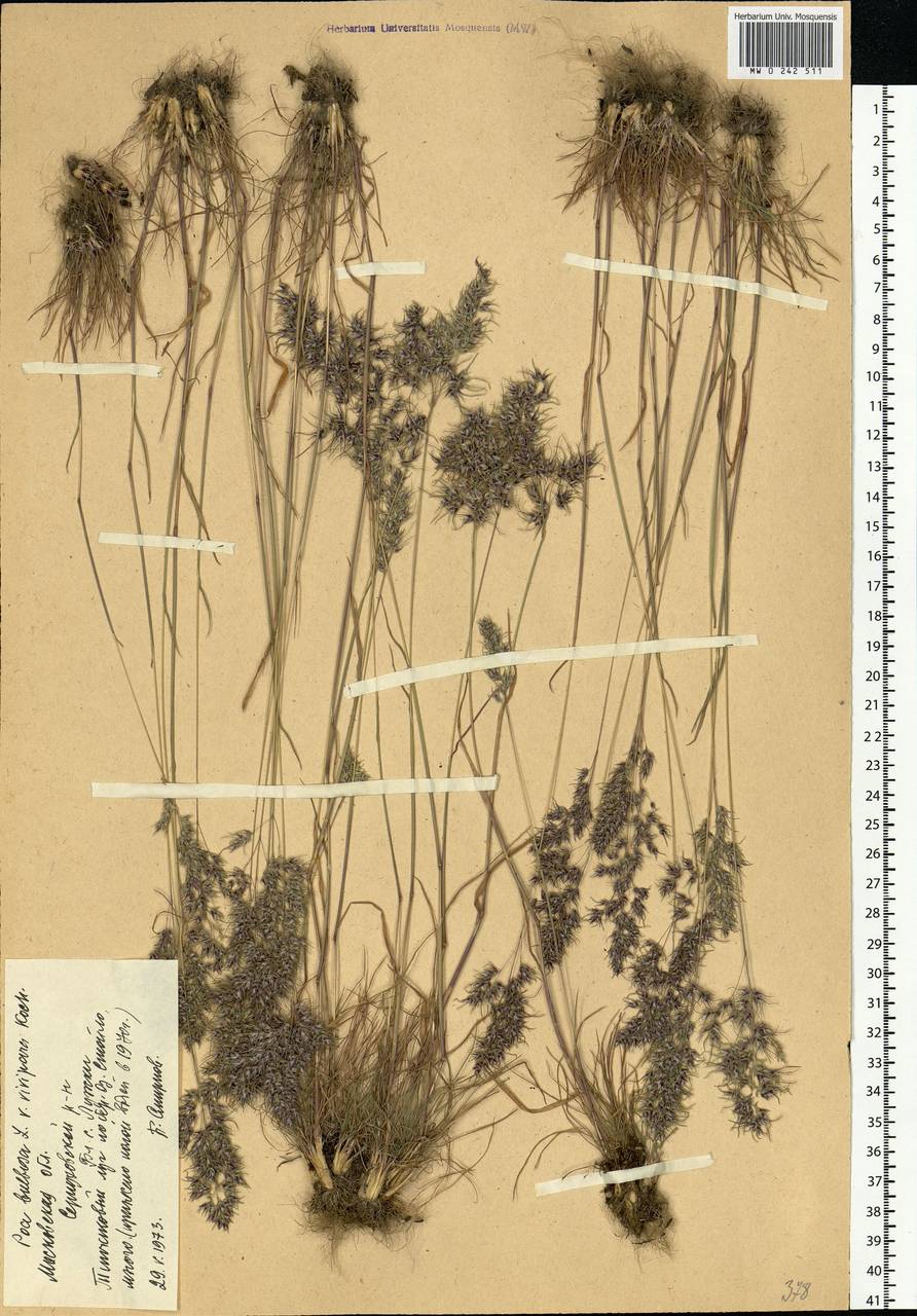 Poa bulbosa L., Eastern Europe, Moscow region (E4a) (Russia)