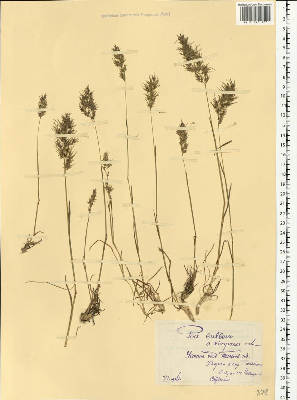 Poa bulbosa L., Eastern Europe, Central forest-and-steppe region (E6) (Russia)