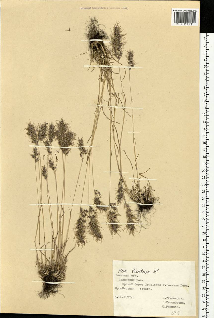Poa bulbosa L., Eastern Europe, Central forest-and-steppe region (E6) (Russia)