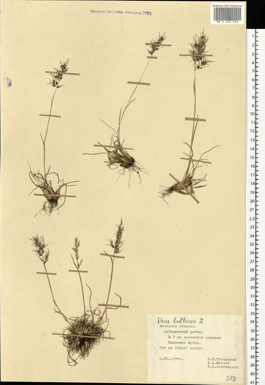 Poa bulbosa L., Eastern Europe, Central forest-and-steppe region (E6) (Russia)