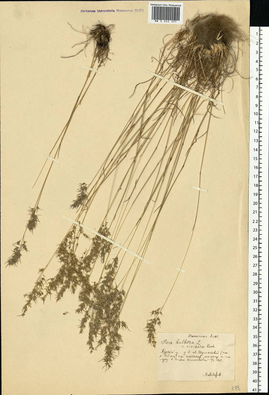 Poa bulbosa L., Eastern Europe, Central forest-and-steppe region (E6) (Russia)