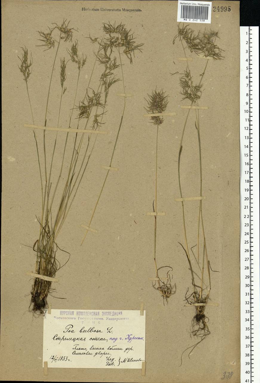 Poa bulbosa L., Eastern Europe, Central forest-and-steppe region (E6) (Russia)
