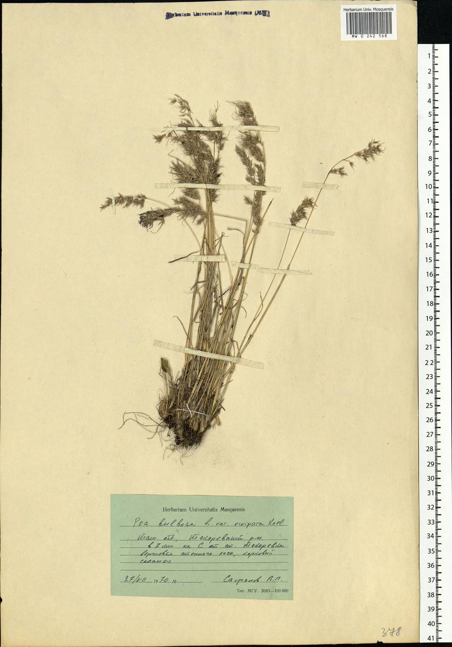 Poa bulbosa L., Eastern Europe, Central forest-and-steppe region (E6) (Russia)
