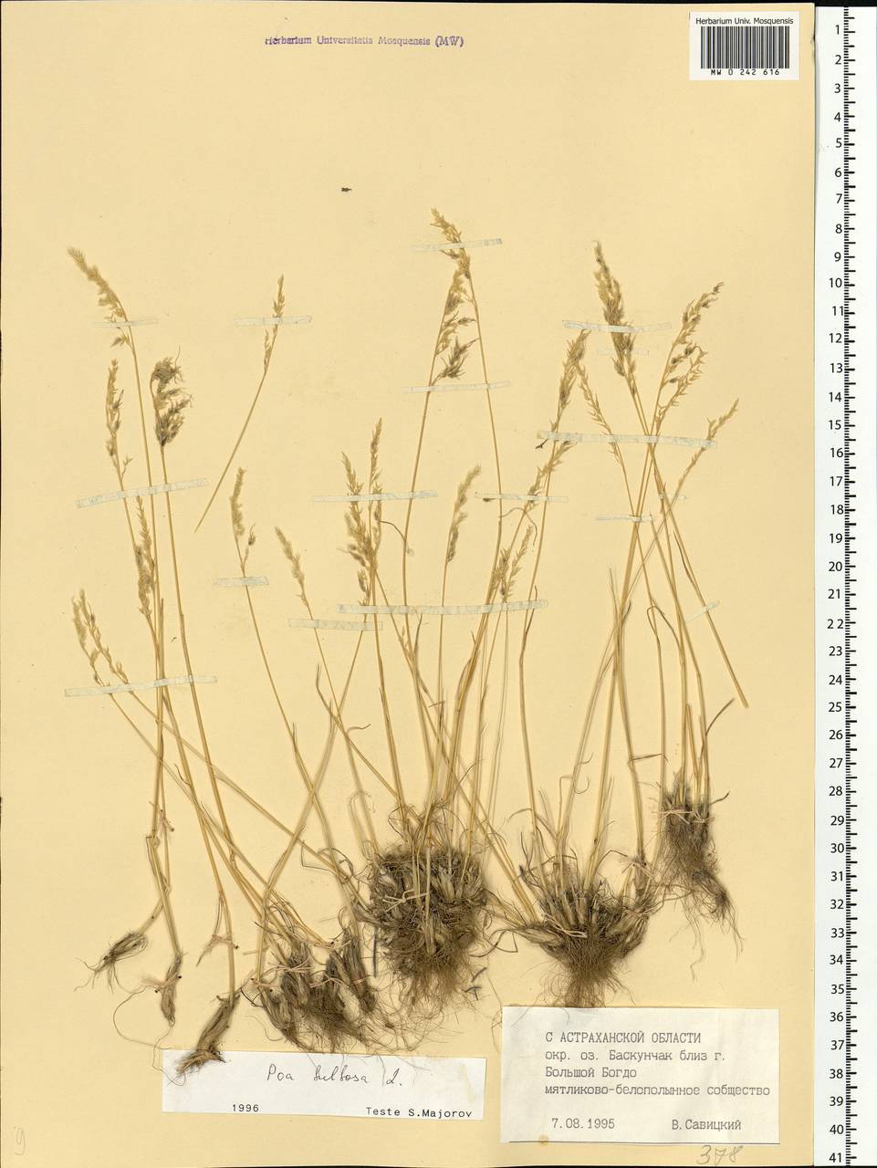 Poa bulbosa L., Eastern Europe, Lower Volga region (E9) (Russia)