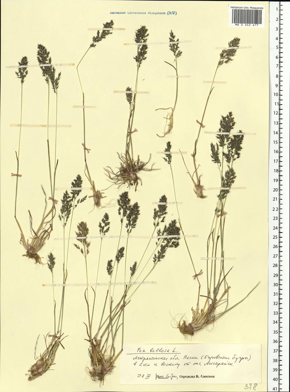 Poa bulbosa L., Eastern Europe, Lower Volga region (E9) (Russia)