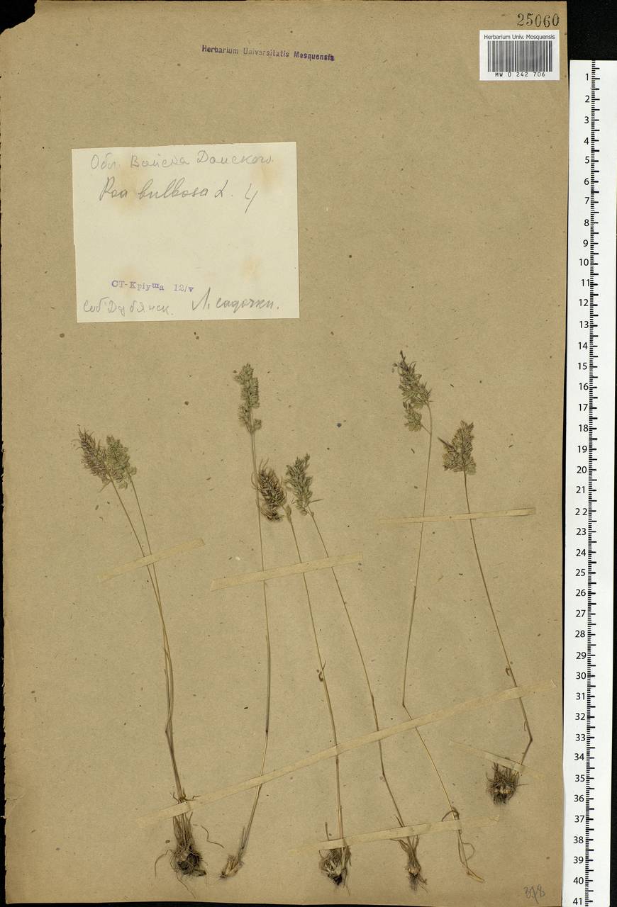 Poa bulbosa L., Eastern Europe, Central forest-and-steppe region (E6) (Russia)