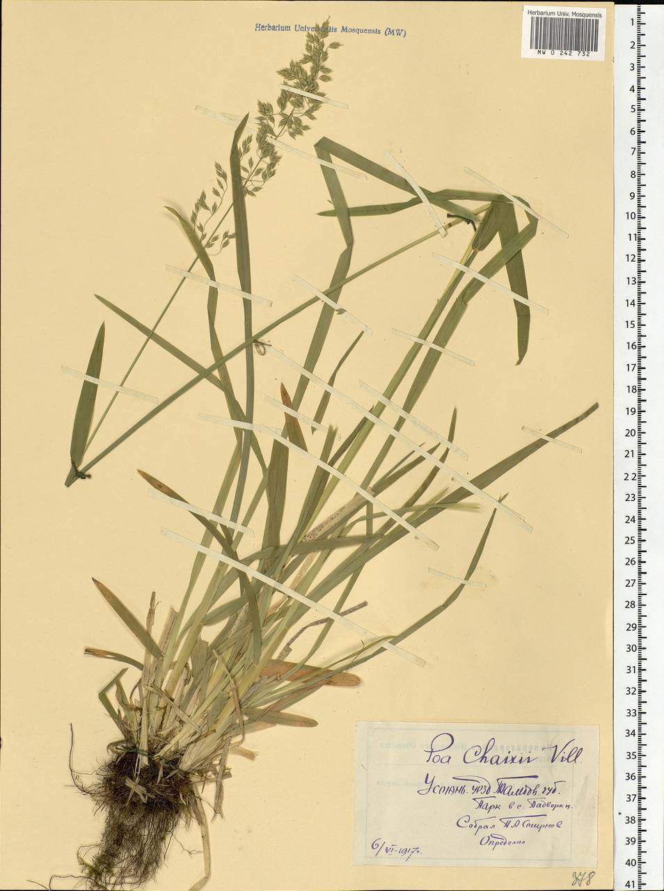Poa chaixii Vill., Eastern Europe, Central forest-and-steppe region (E6) (Russia)