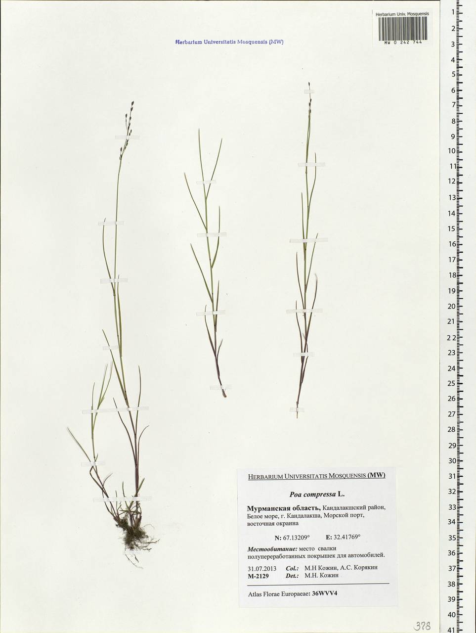 Poa compressa L., Eastern Europe, Northern region (E1) (Russia)