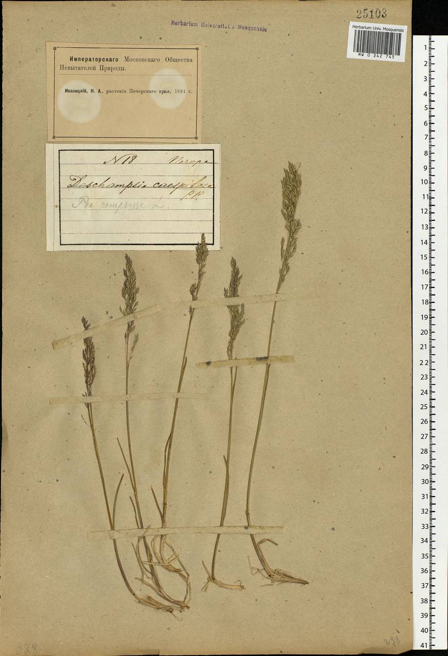 Poa compressa L., Eastern Europe, Northern region (E1) (Russia)