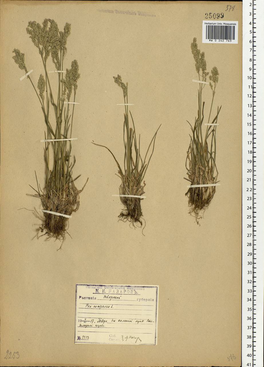 Poa compressa L., Eastern Europe, North-Western region (E2) (Russia)