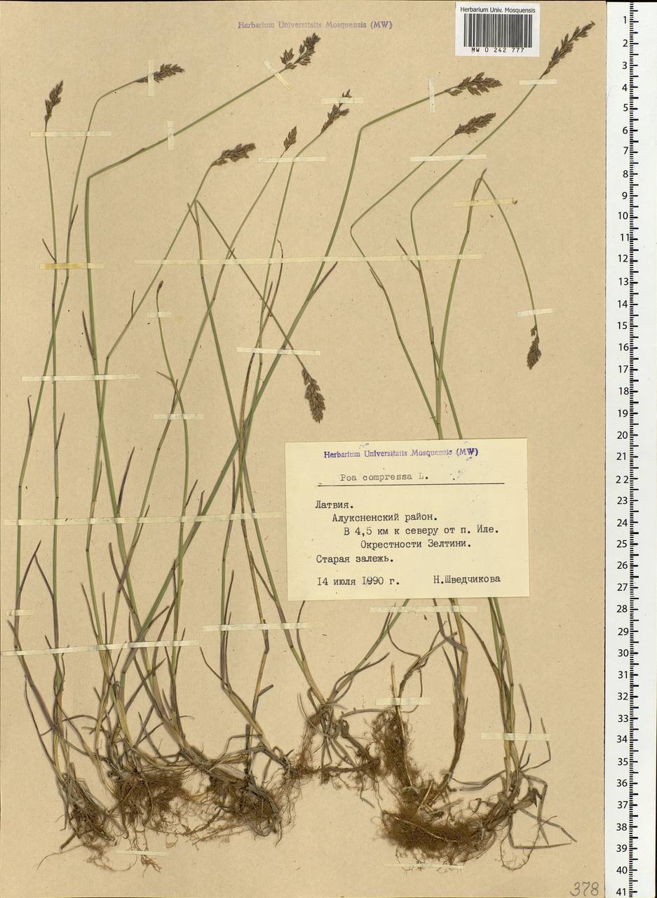 Poa compressa L., Eastern Europe, Latvia (E2b) (Latvia)