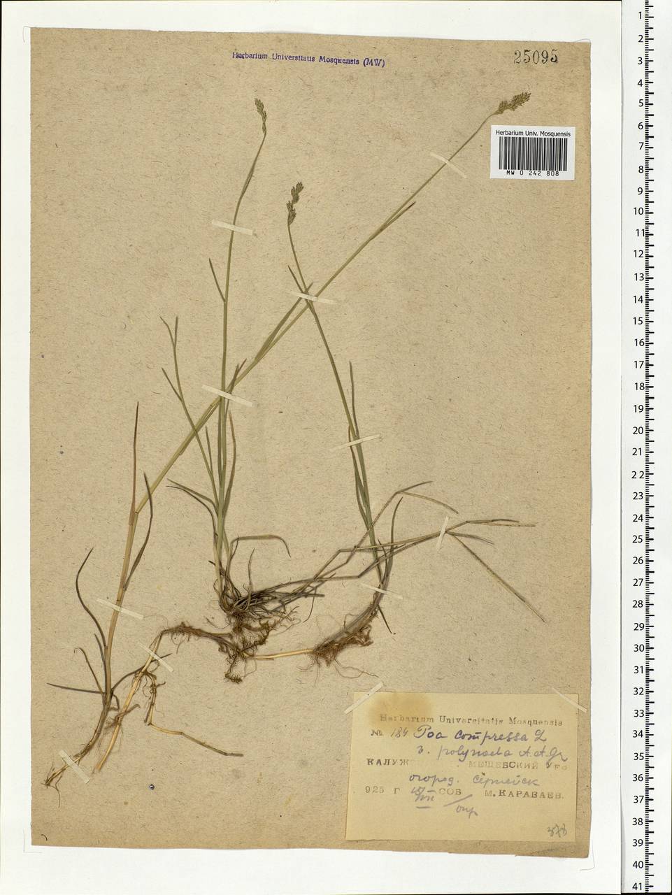 Poa compressa L., Eastern Europe, Central region (E4) (Russia)