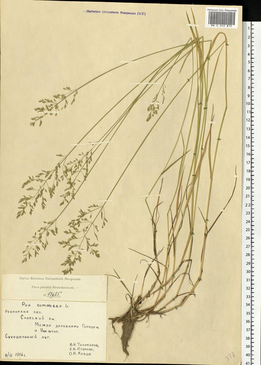 Poa compressa L., Eastern Europe, Central region (E4) (Russia)
