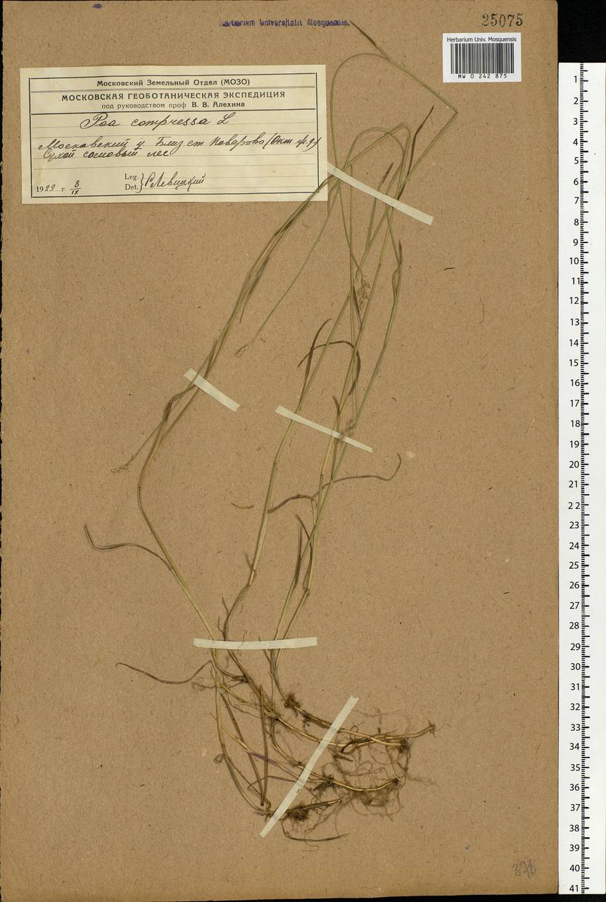 Poa compressa L., Eastern Europe, Moscow region (E4a) (Russia)