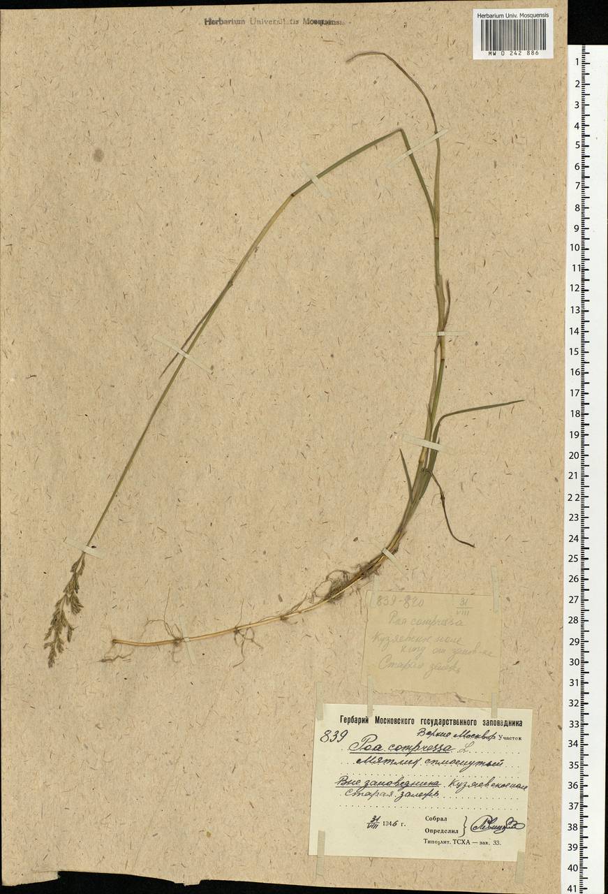 Poa compressa L., Eastern Europe, Moscow region (E4a) (Russia)
