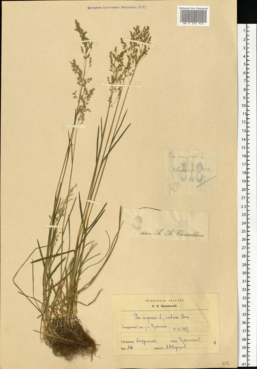 Poa compressa L., Eastern Europe, Central forest region (E5) (Russia)