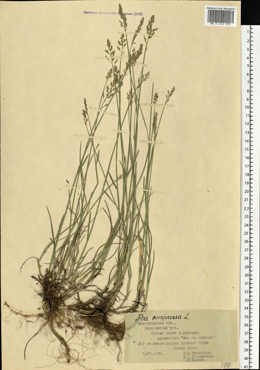 Poa compressa L., Eastern Europe, Central forest-and-steppe region (E6) (Russia)