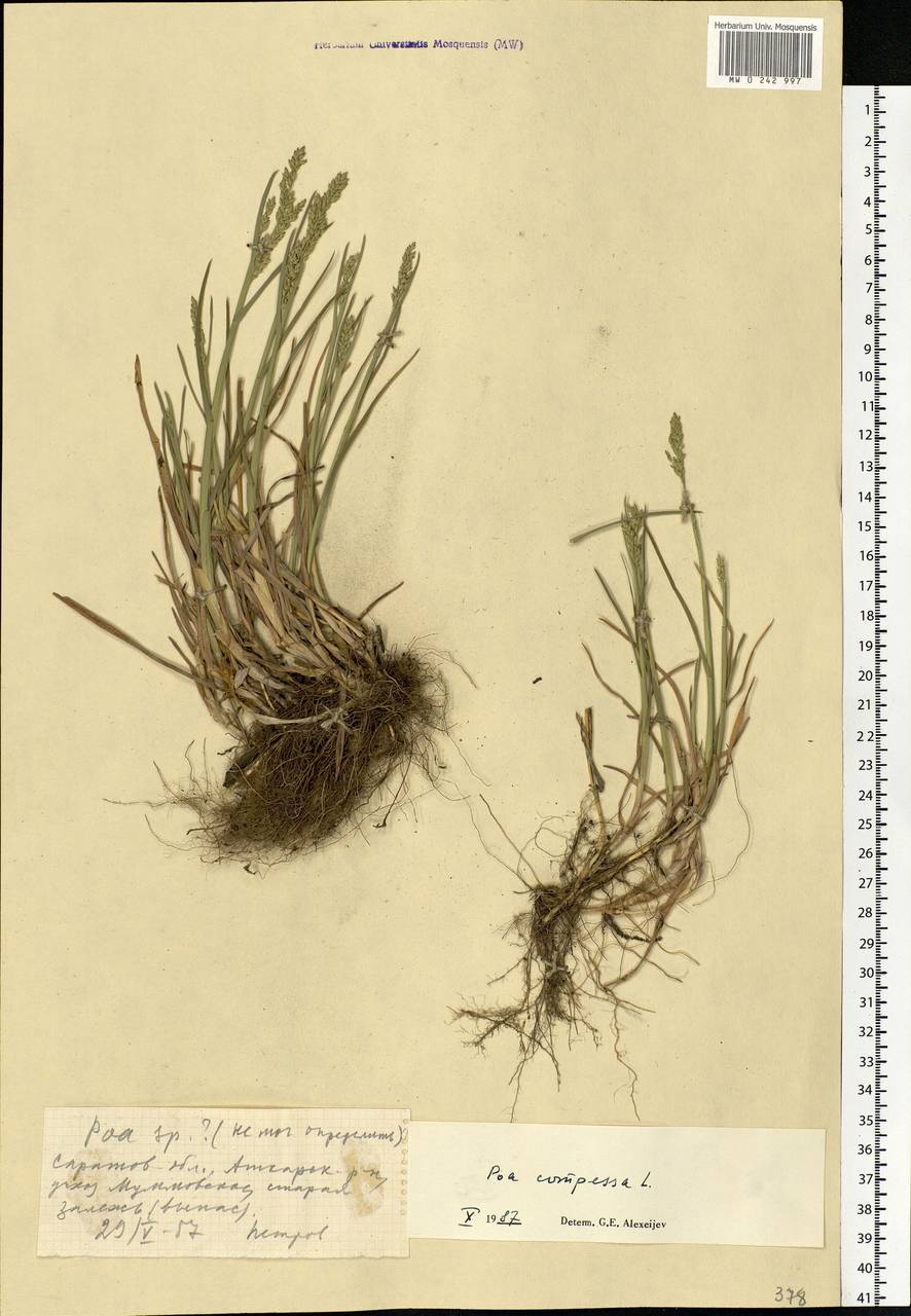 Poa compressa L., Eastern Europe, Lower Volga region (E9) (Russia)