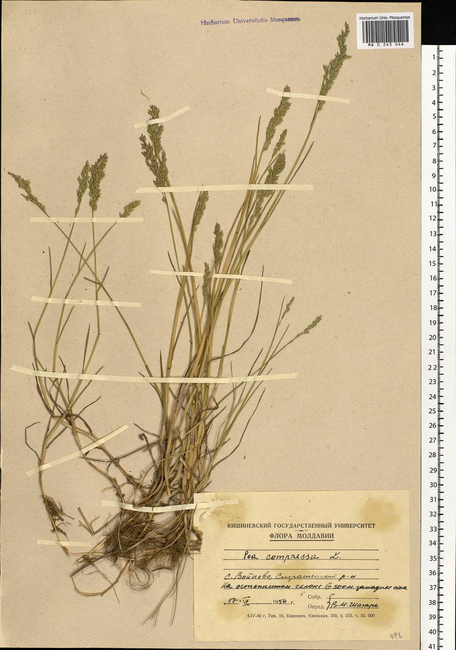 Poa compressa L., Eastern Europe, Moldova (E13a) (Moldova)