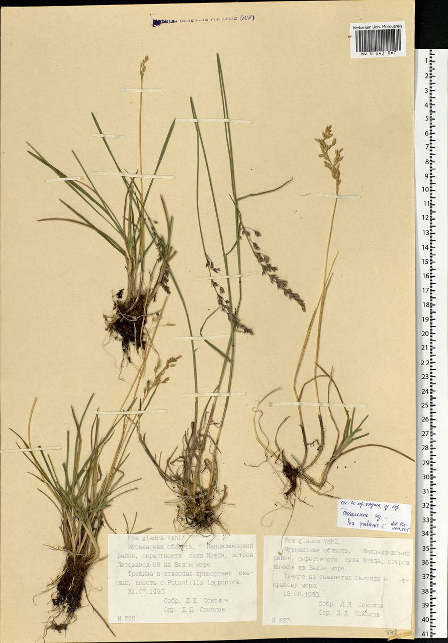 Poa glauca Vahl, Eastern Europe, Northern region (E1) (Russia)