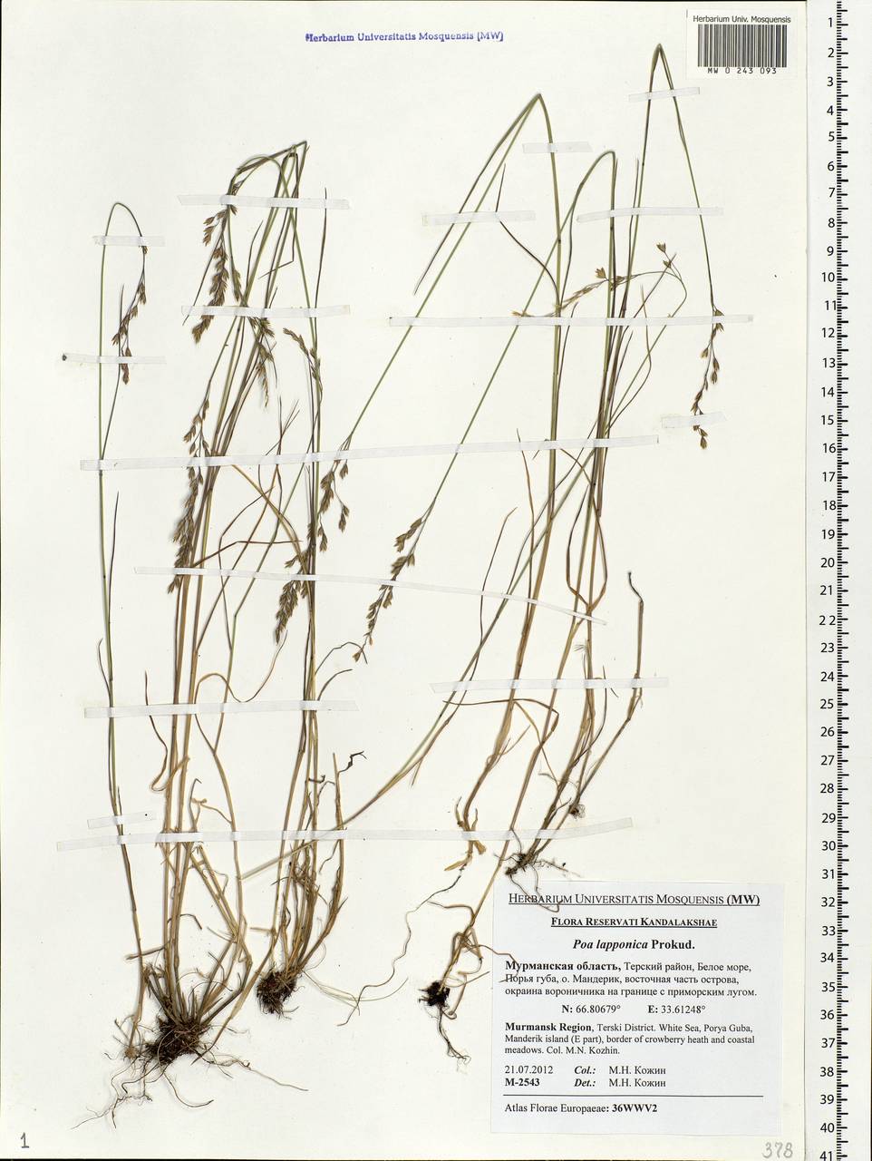 Poa nemoralis L., Eastern Europe, Northern region (E1) (Russia)