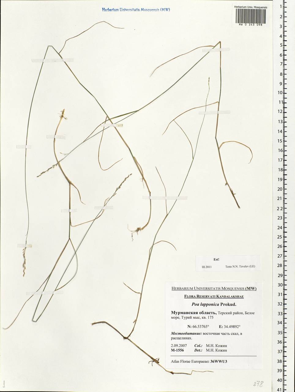 Poa nemoralis L., Eastern Europe, Northern region (E1) (Russia)