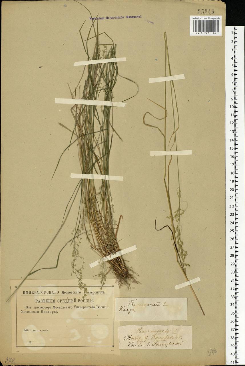 Poa nemoralis L., Eastern Europe, Central region (E4) (Russia)