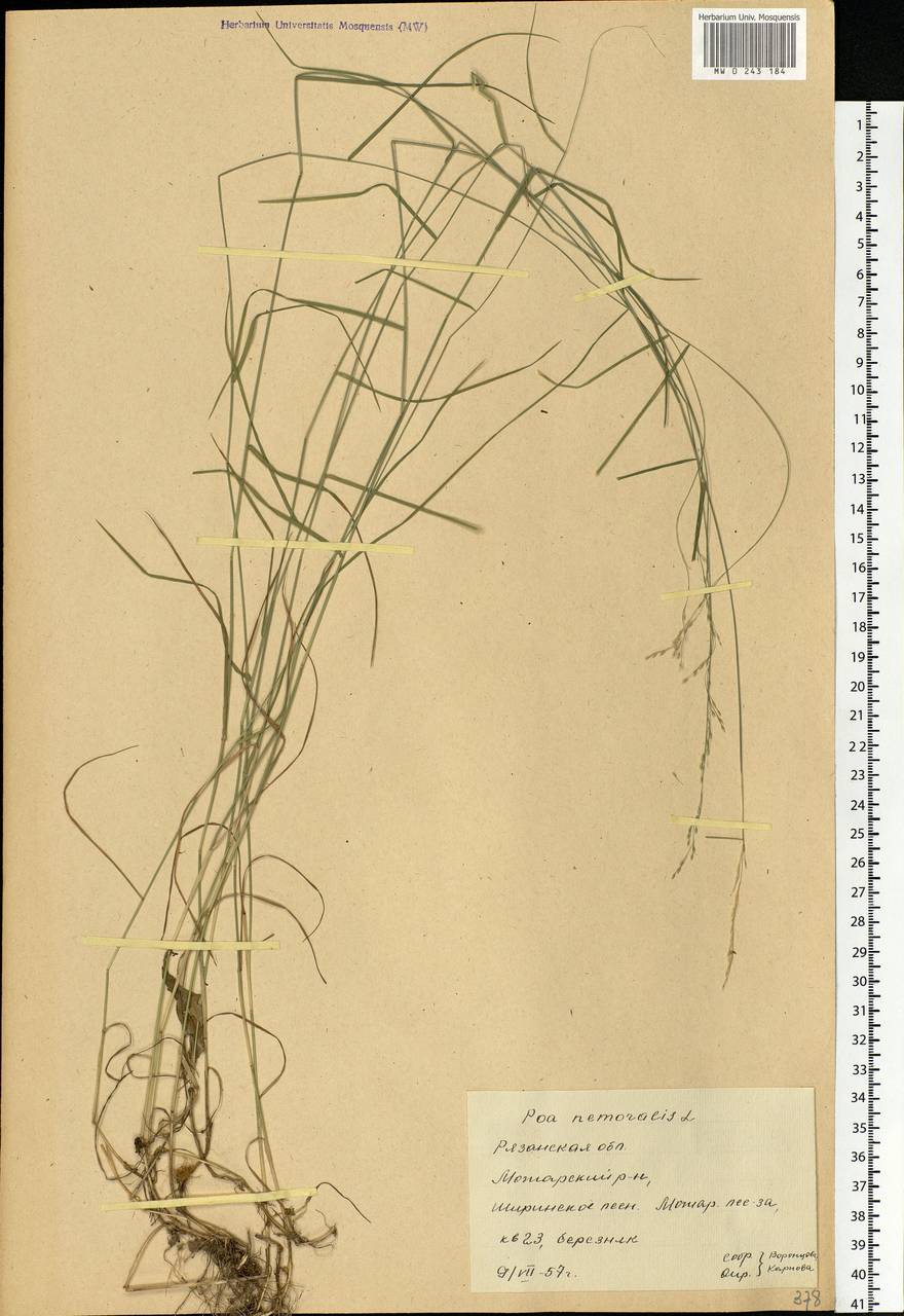 Poa nemoralis L., Eastern Europe, Central region (E4) (Russia)