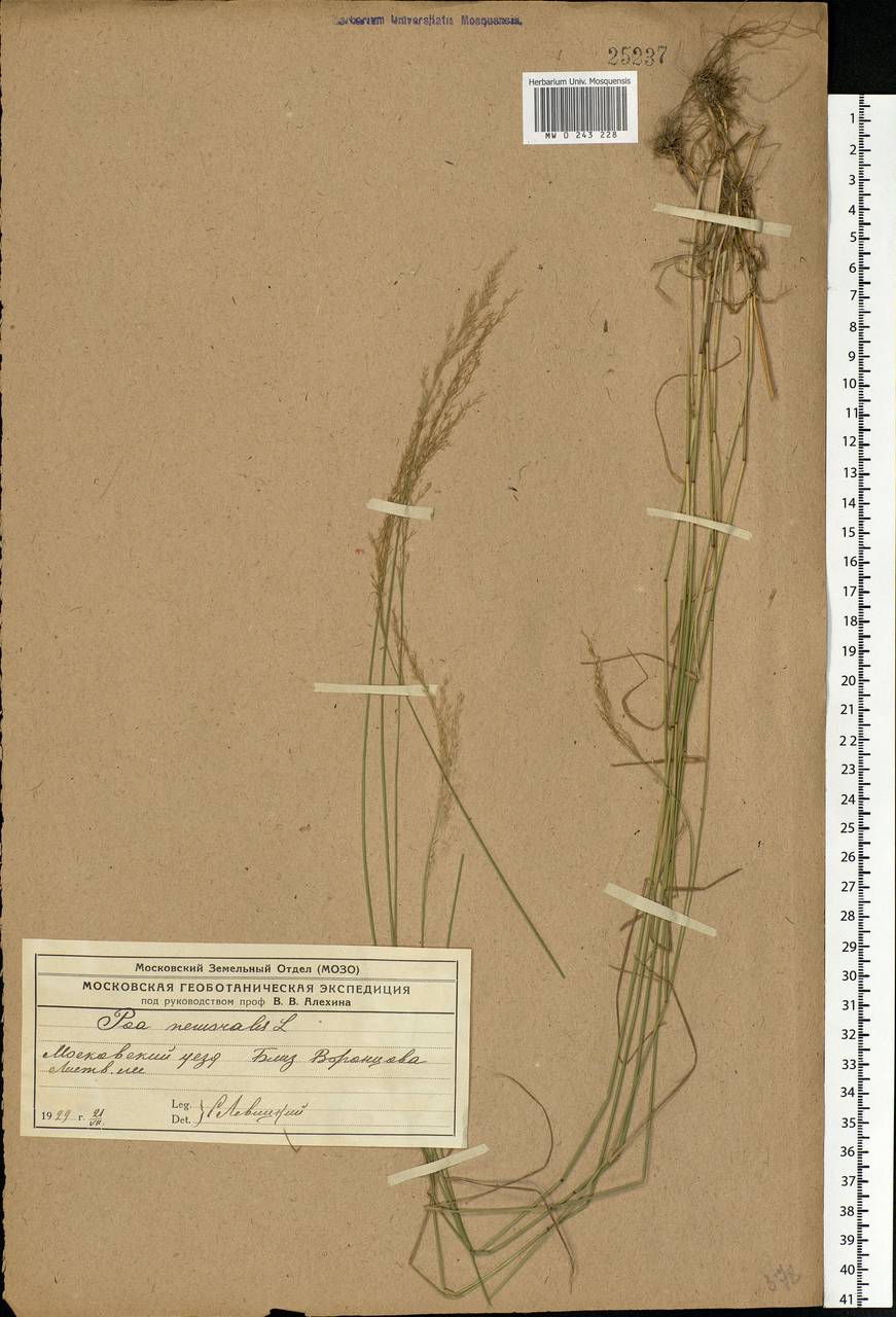 Poa nemoralis L., Eastern Europe, Moscow region (E4a) (Russia)