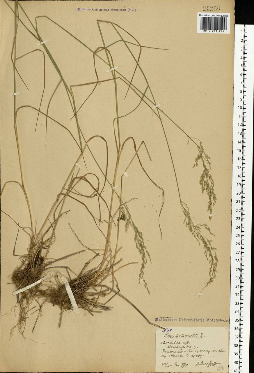 Poa nemoralis L., Eastern Europe, Moscow region (E4a) (Russia)