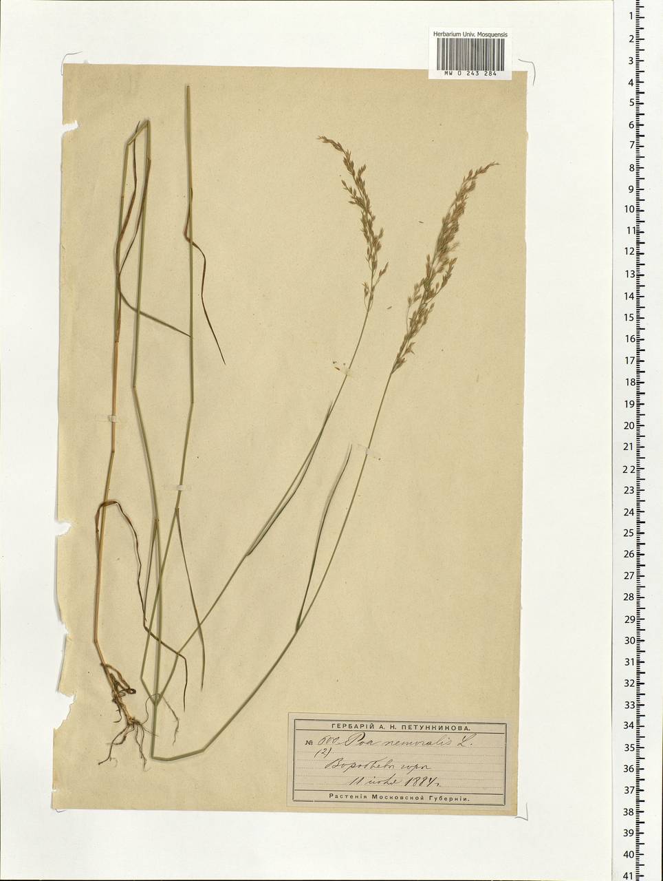 Poa nemoralis L., Eastern Europe, Moscow region (E4a) (Russia)