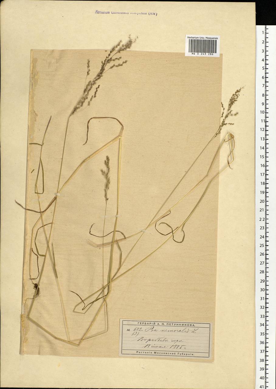 Poa nemoralis L., Eastern Europe, Moscow region (E4a) (Russia)