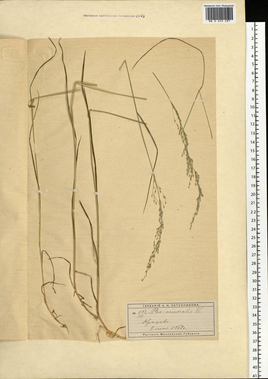 Poa nemoralis L., Eastern Europe, Moscow region (E4a) (Russia)