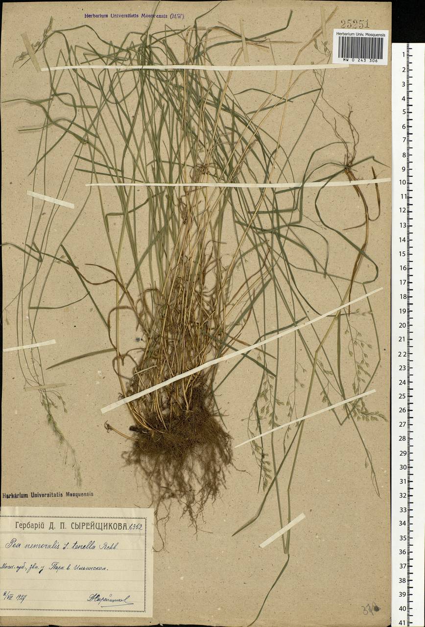 Poa nemoralis L., Eastern Europe, Moscow region (E4a) (Russia)