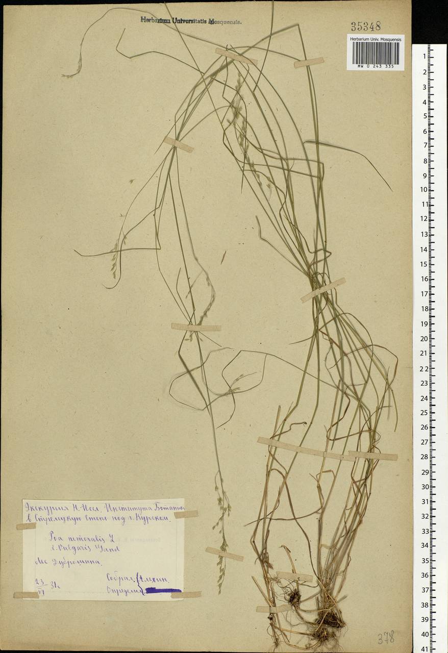 Poa nemoralis L., Eastern Europe, Central forest-and-steppe region (E6) (Russia)