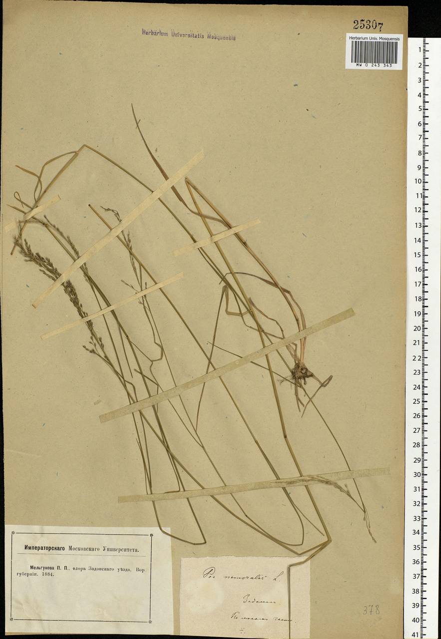Poa nemoralis L., Eastern Europe, Central forest-and-steppe region (E6) (Russia)