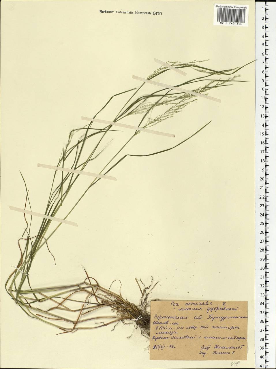 Poa nemoralis L., Eastern Europe, Central forest-and-steppe region (E6) (Russia)