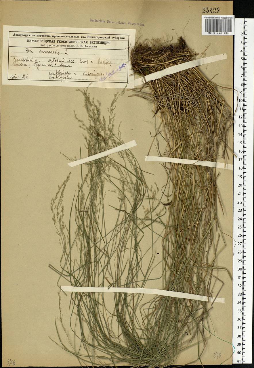 Poa nemoralis L., Eastern Europe, Volga-Kama region (E7) (Russia)