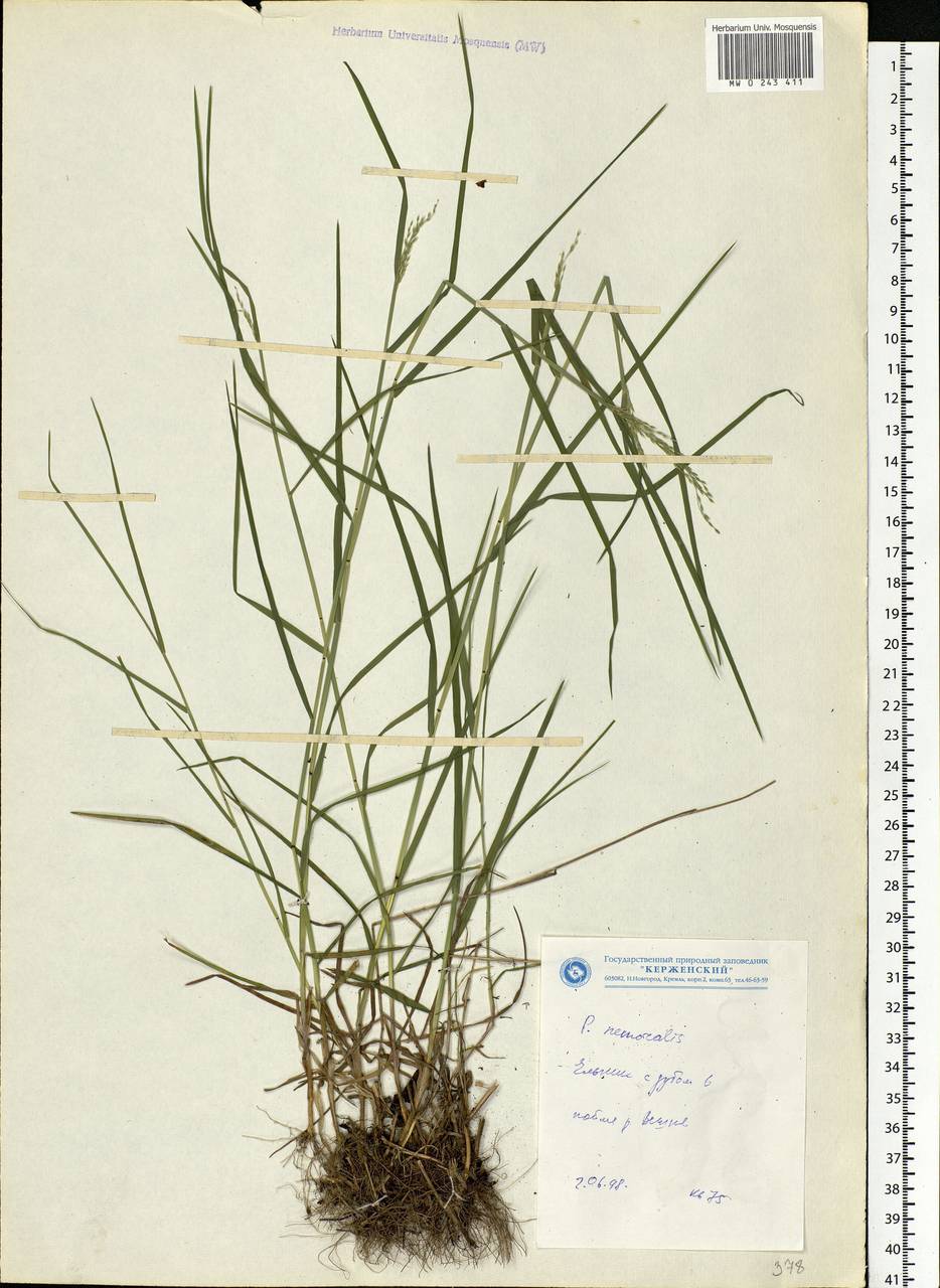 Poa nemoralis L., Eastern Europe, Volga-Kama region (E7) (Russia)
