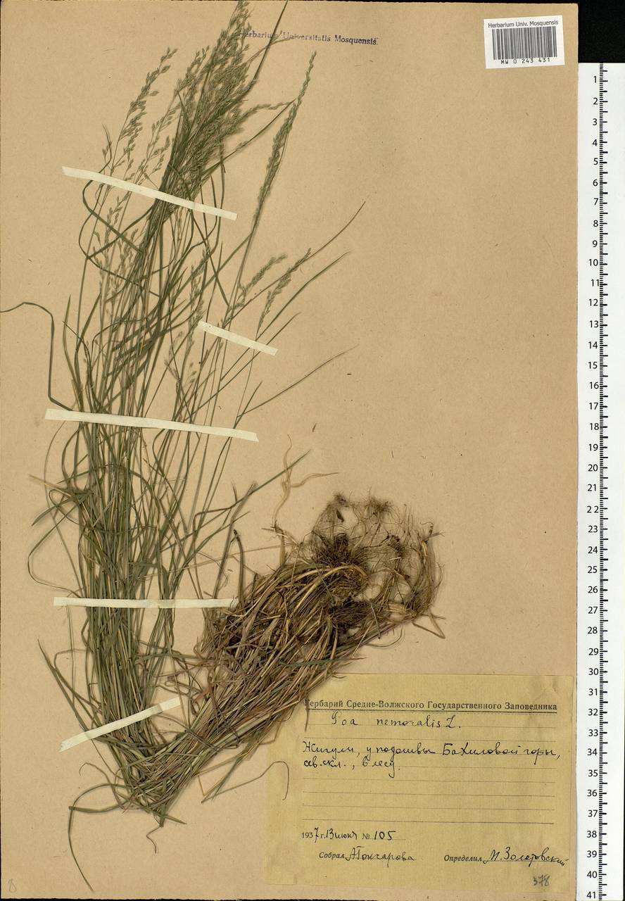 Poa nemoralis L., Eastern Europe, Middle Volga region (E8) (Russia)