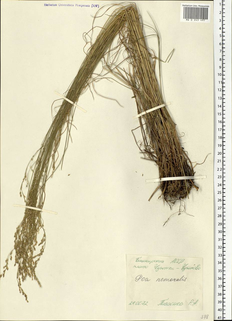Poa nemoralis L., Eastern Europe, Eastern region (E10) (Russia)
