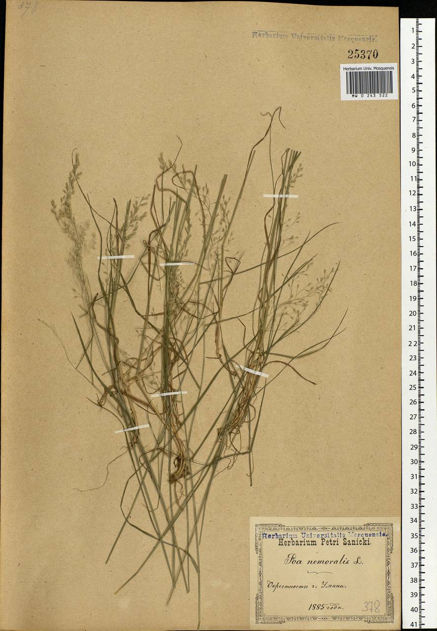 Poa nemoralis L., Eastern Europe, South Ukrainian region (E12) (Ukraine)