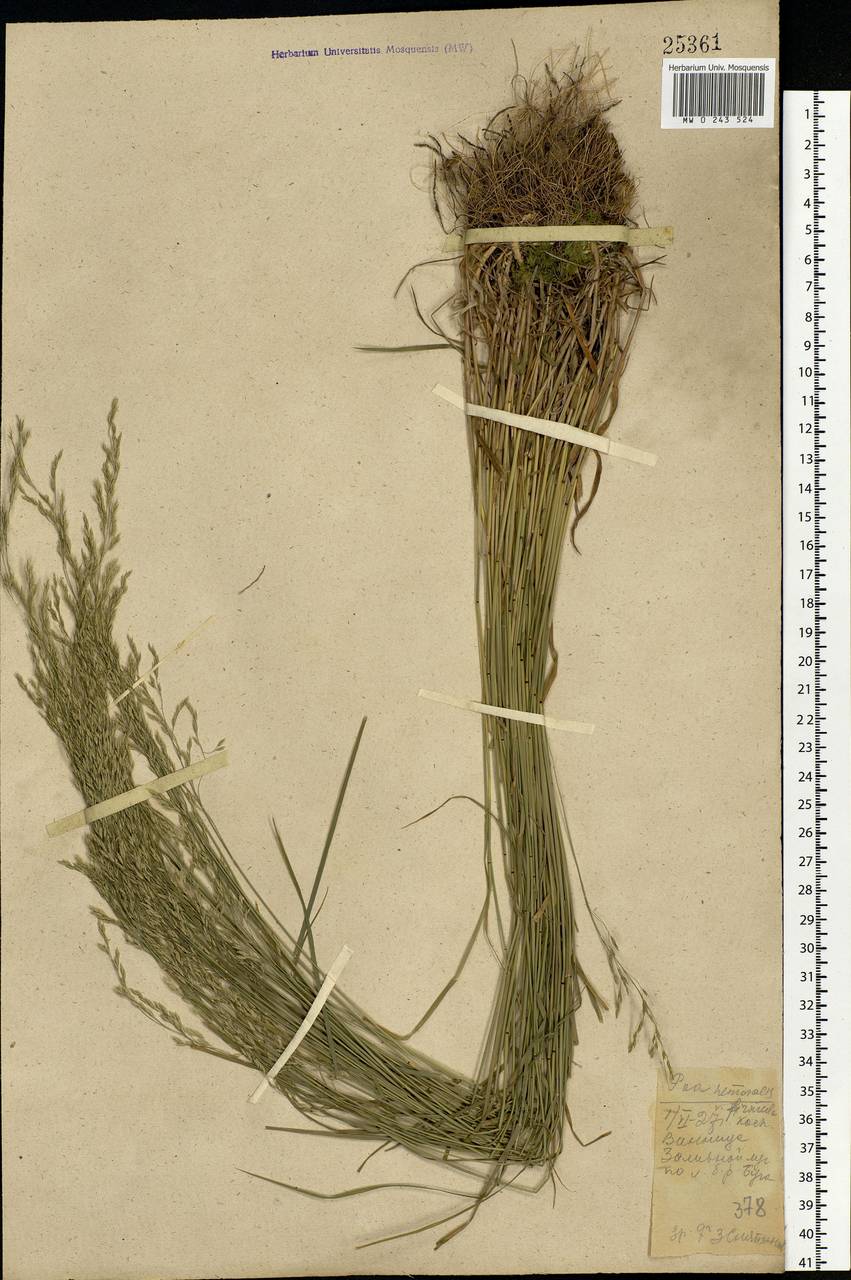 Poa nemoralis L., Eastern Europe, South Ukrainian region (E12) (Ukraine)