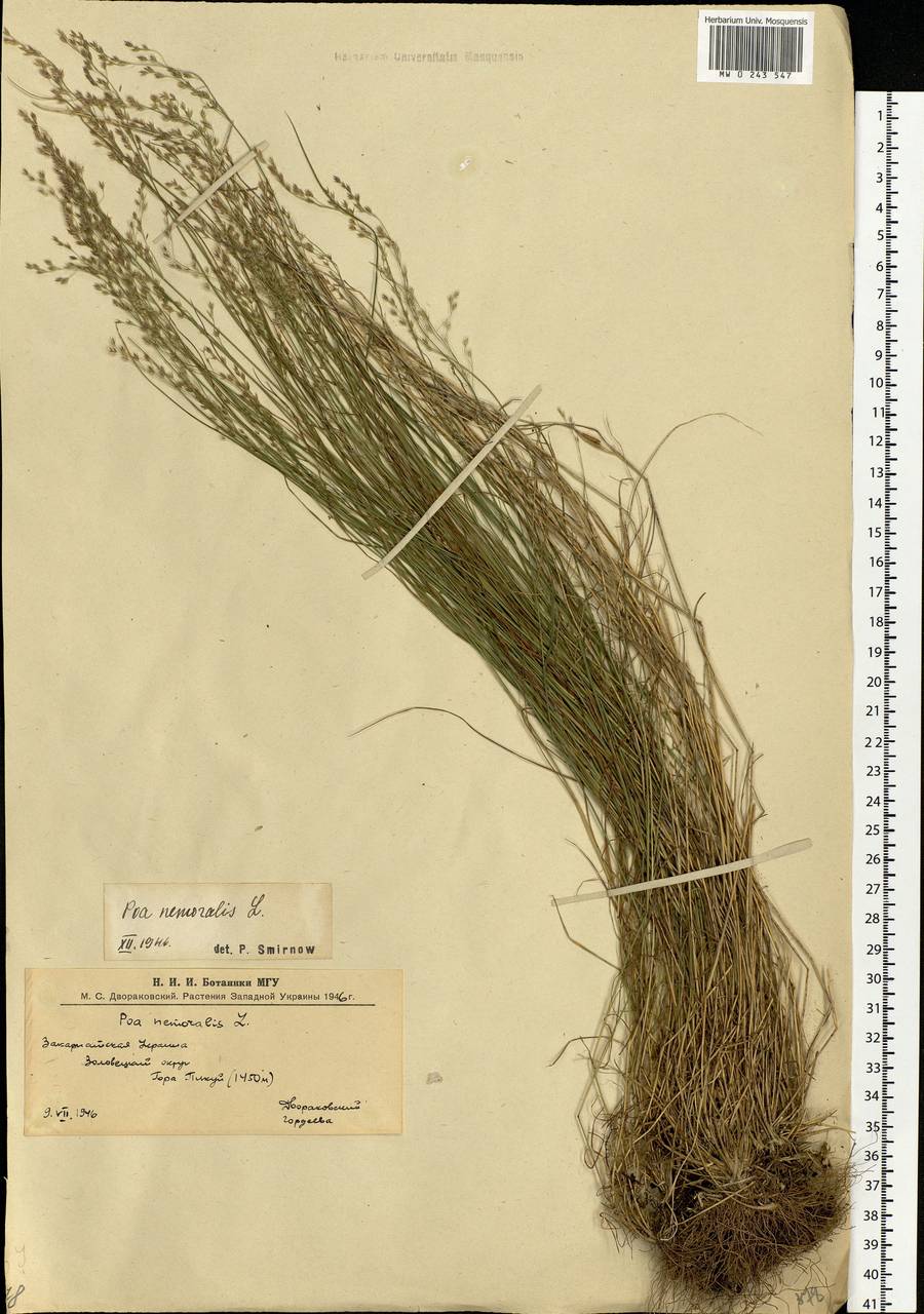 Poa nemoralis L., Eastern Europe, West Ukrainian region (E13) (Ukraine)