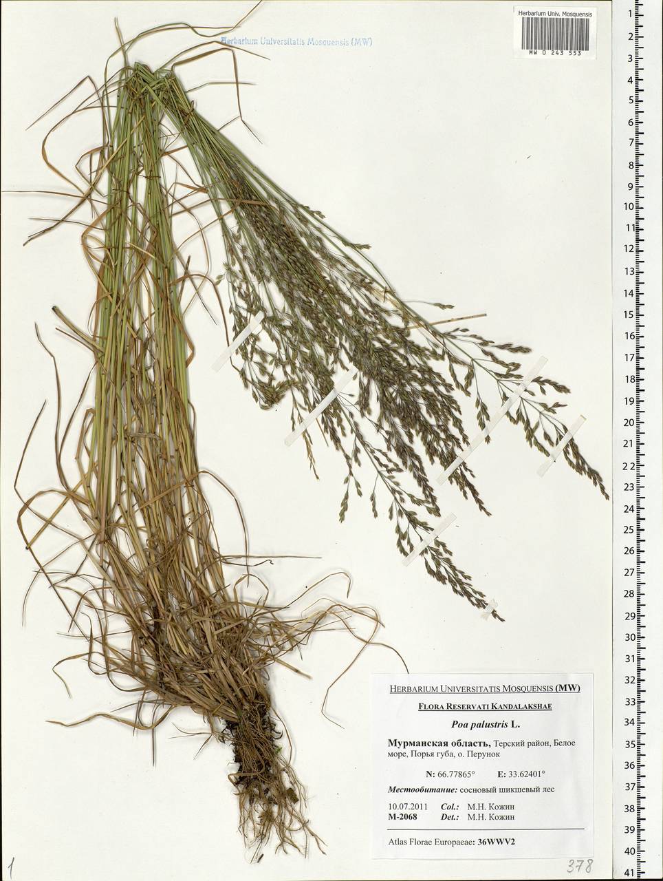 MW0243553, Poa palustris (Мятлик болотный), specimen Poa palustris L., Eastern Europe, Northern region (E1) (Russia)