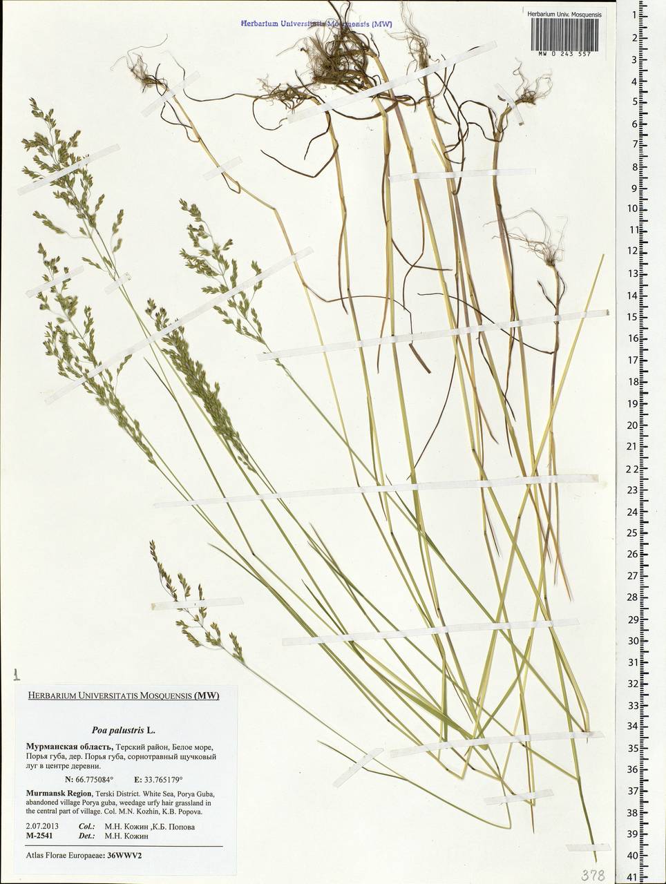Poa palustris L., Eastern Europe, Northern region (E1) (Russia)