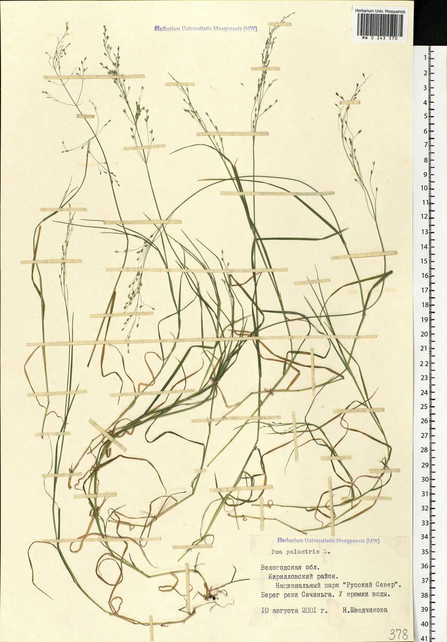Poa palustris L., Eastern Europe, Northern region (E1) (Russia)