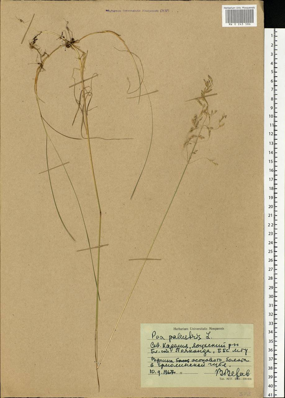 Poa palustris L., Eastern Europe, Northern region (E1) (Russia)